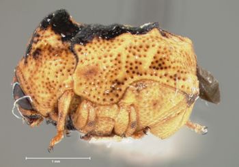 Media type: image; Entomology 9365   Aspect: habitus lateral view